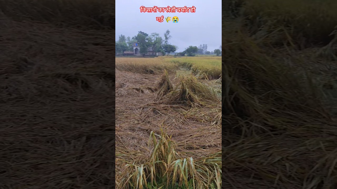 किसानों का खेती बर्बाद हो गई 🌾😭