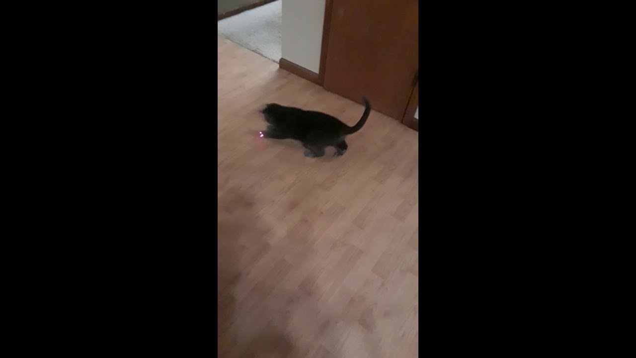 video phone beyonce mp3 My cousins cat chasing a red dot