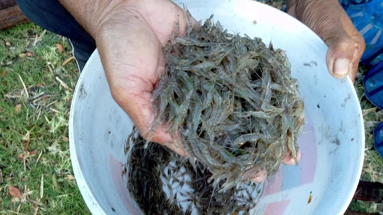 บอกสูตรเหยื่อใส่กุ้งฝอยเข้าหลายๆ ต้องสูตรนี้เลย