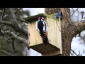 Great Spotted Woodpecker drumming on nestbox