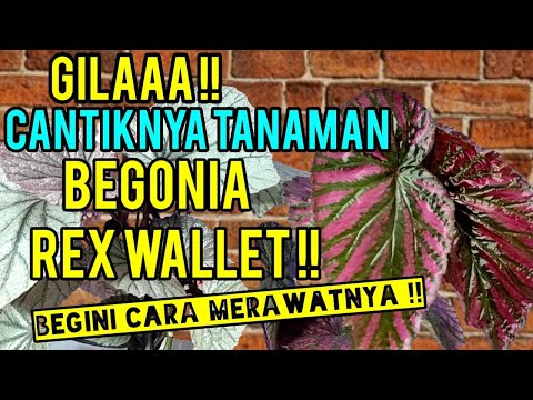 Video: Mengapa begonia rex saya terkulai?