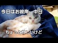 保護猫　子猫のちびちゃん　ねずきちで遊んでみた🎵