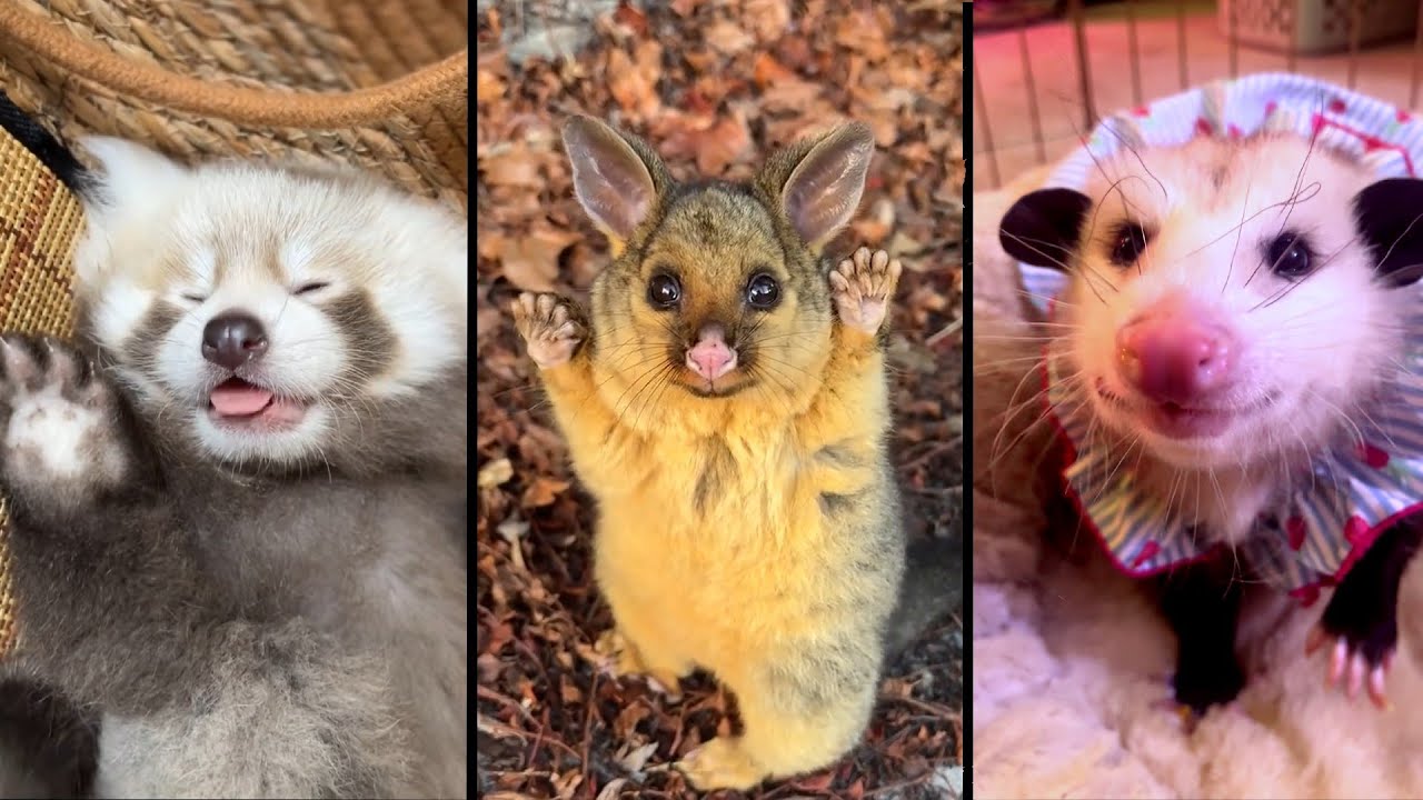 Cute and funny ANIMALS.🐯 And Some Just Interesting Moments.🐷Videos🔶 Сompilation # 12🔶