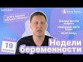 19 неделя беременности - что происходит с малышом и мамой, УЗИ, молочница, как выглядит малыш