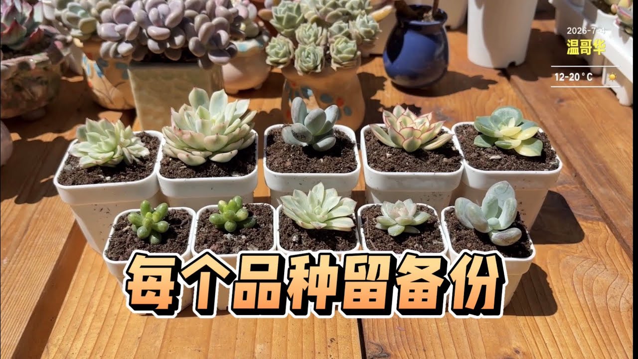 Planting 10 Succulents | Why do I keep a backup of every variety