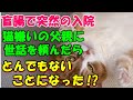 #198【猫のいい話】盲腸で突然入院することになり、猫嫌いの父親に世話を頼んだら・・とんでもないことになった！？愛猫と父のほのぼのする話