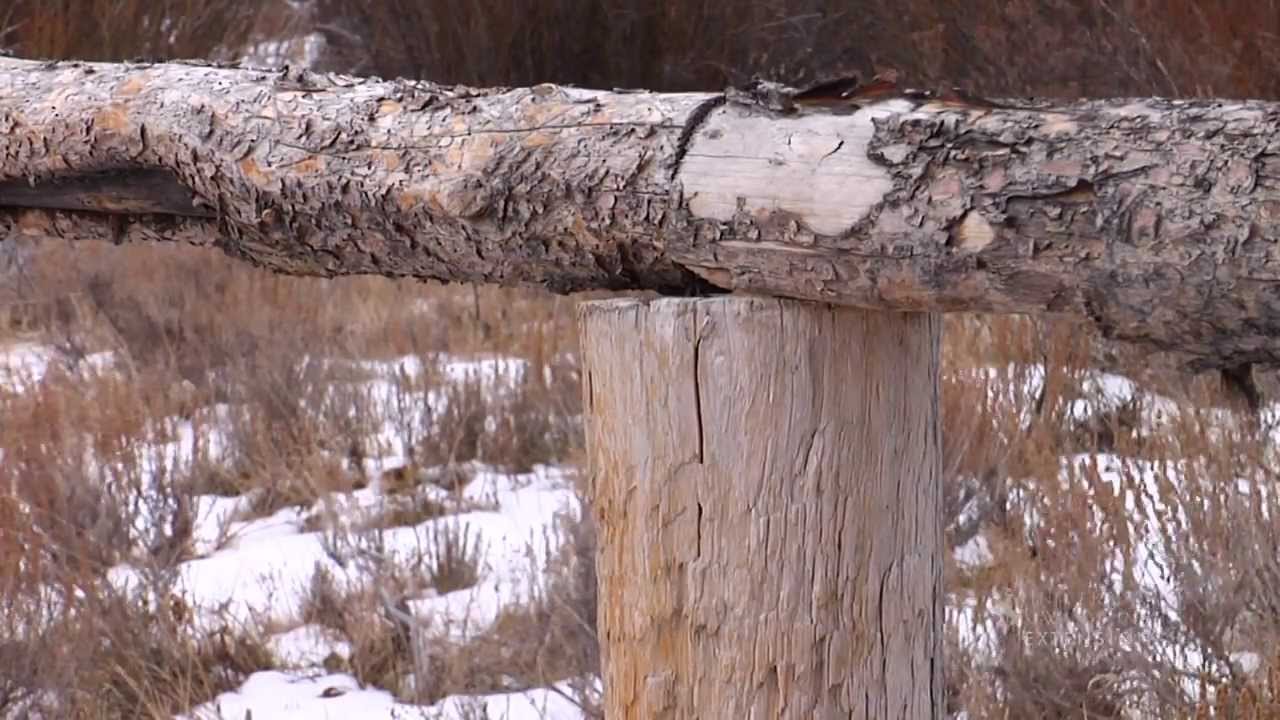 Wildlife Friendly Fences