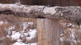 Wildlife Friendly Fences