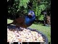 Common grackle eating until it hears a noise 6/15/26