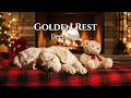 🔴 12 Hours Golden Christmas Rest: Fireplace Puppy Ambience for Deep Sleep HD 🎄✨