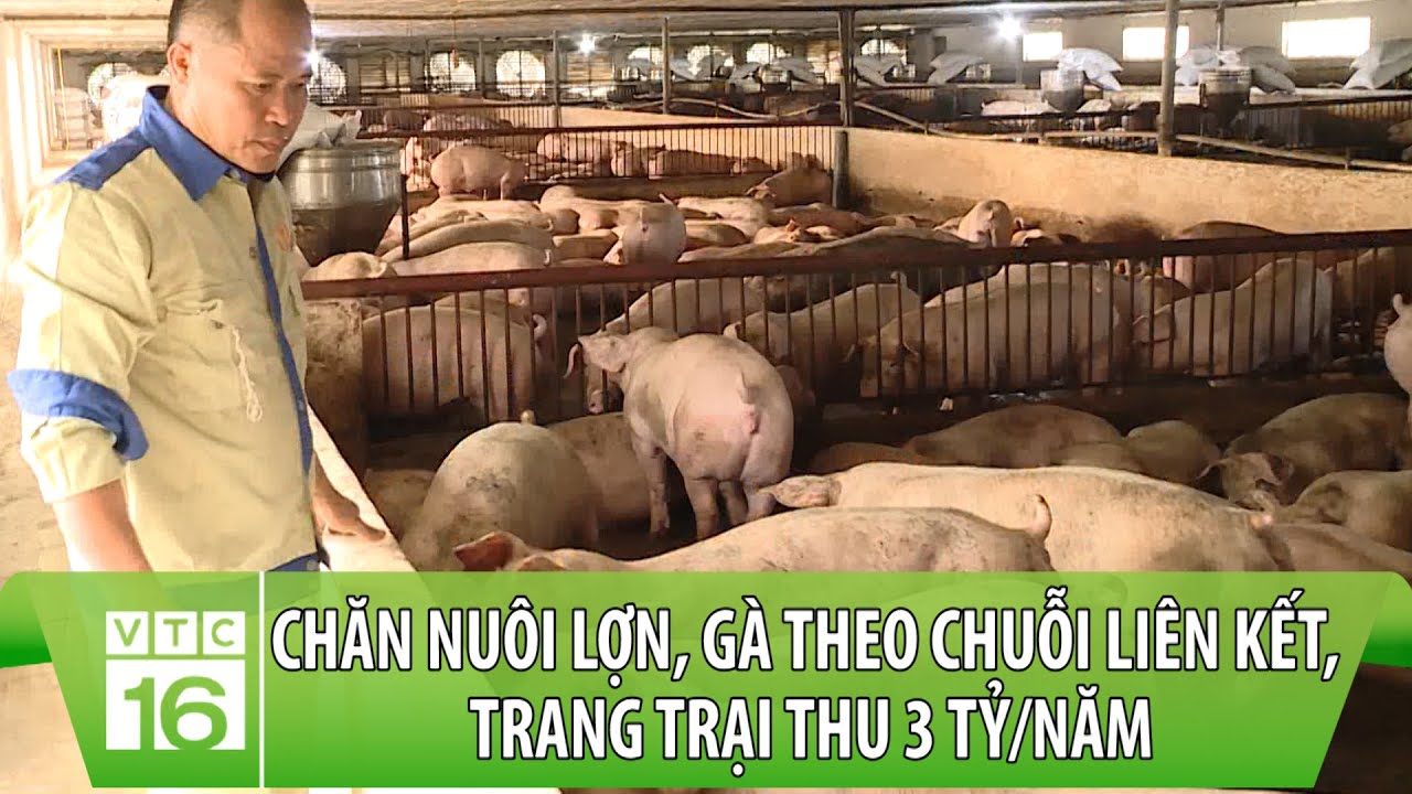 Thu 3 tỷ/năm nhờ chăn nuôi lợn, gà theo chuỗi liên kết | VTC16