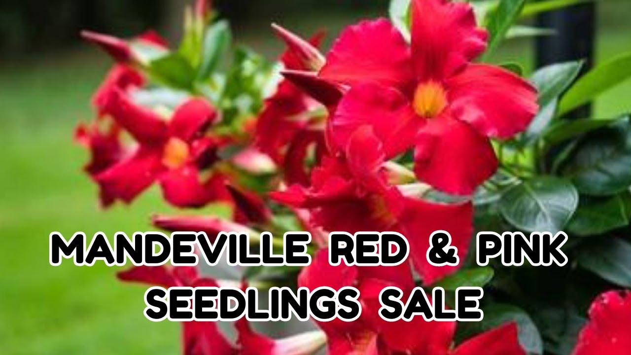 Mandevilla Red & Pink Seedlings on Sale Now! 