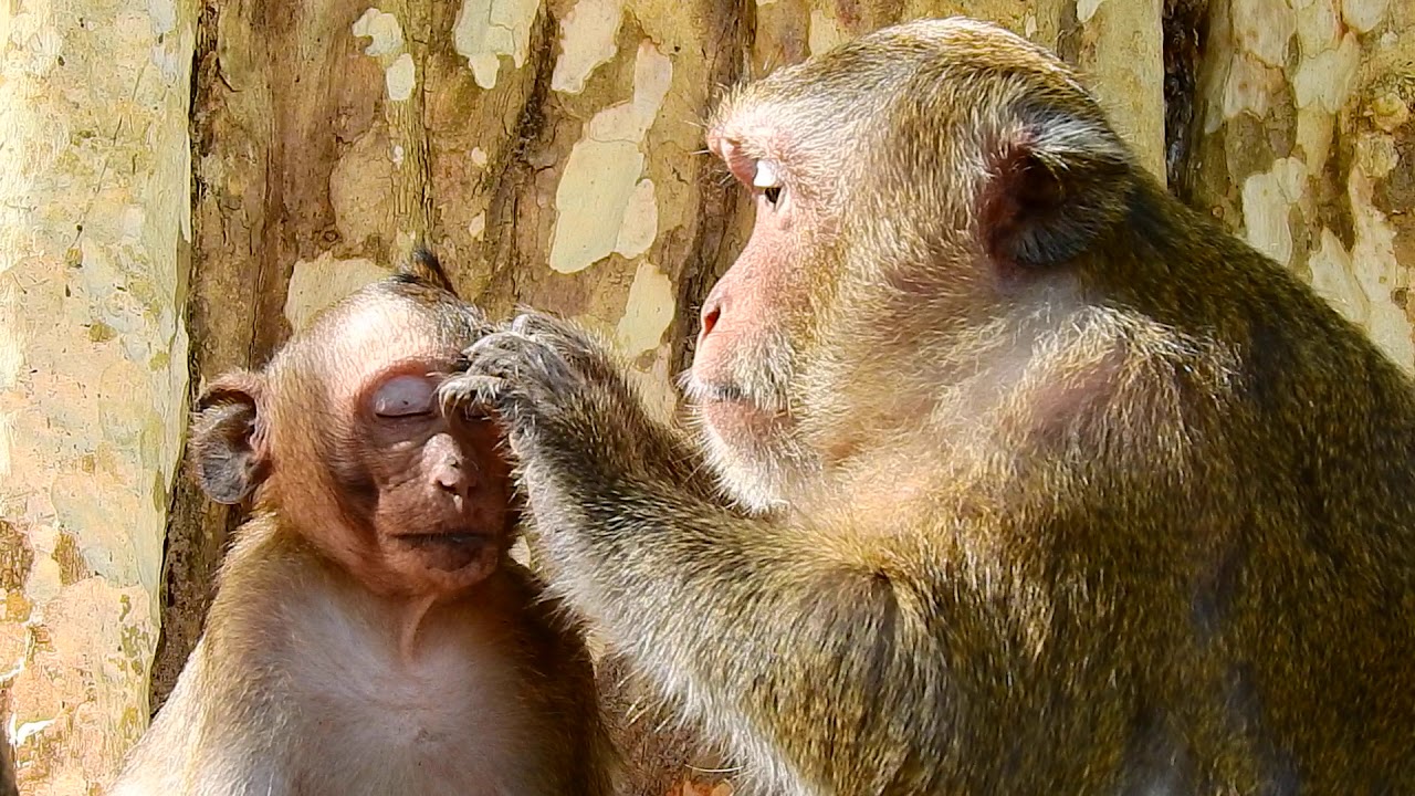 Best Mother monkey grooming baby with difference style...