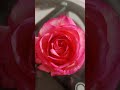 Rose #flowers #garden