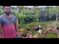 Free Range Chicken Farming