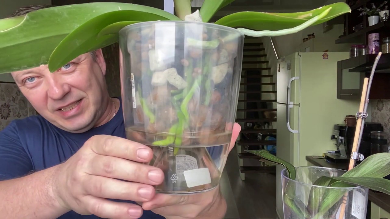 корни орхидей горячевский