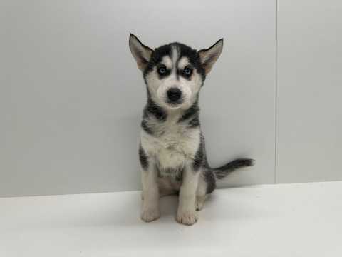 Video van Siberian Husky Female Tricolor - PUP-ID 000969890 | Dierenhof Debrabandere
