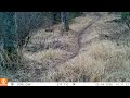 bear cub calling for mom. May 15, 2026