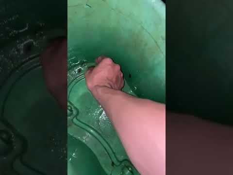 Video Giải cứu cúm biển và ốc đá thả về tự nhiên - youtube