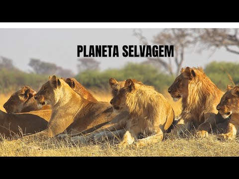 Savana Africana A Arena dos Predadores Implacáveis