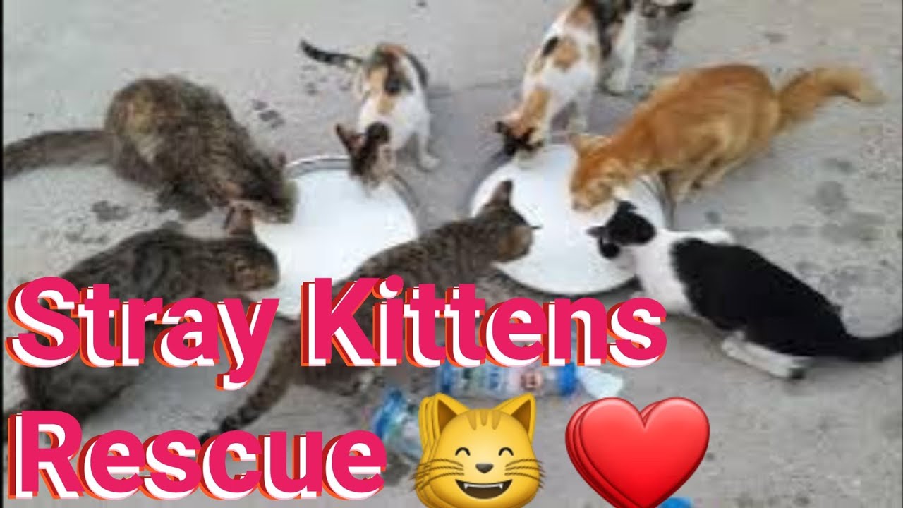 Stray Rescue Kittens/ Stray Kittens Rescue /Adopted Rescue Stray ...