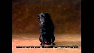 Buttkiss Milkbone Audition