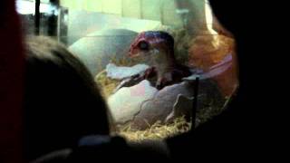 Dinosaur Birth In Universal Studios