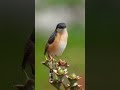 The baby robin bird need her mother's help #shorts #birds #cute #baby #nature #birdwatching