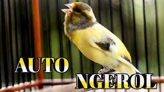 Download lagu AUTO NGEROL PANJANG, PANCINGAN KENARI BIAR NGEROL GACOR PANJANG