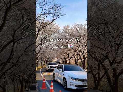 #shorts #youtubeshorts #viralshorts #korea #southkorea#lifeinkorea #korealife #koreavlog