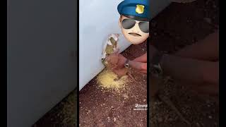 pegou no flagra com a boca na Massa.