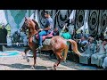 المزمار والخيل 