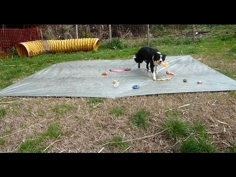 Video: Oggetti Estranei Bloccati Nella Gola Dei Cani Dog