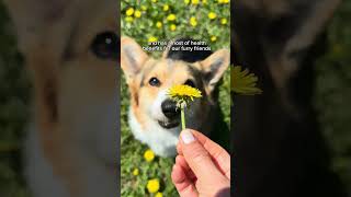 Why Dandelions Are Good for Dogs