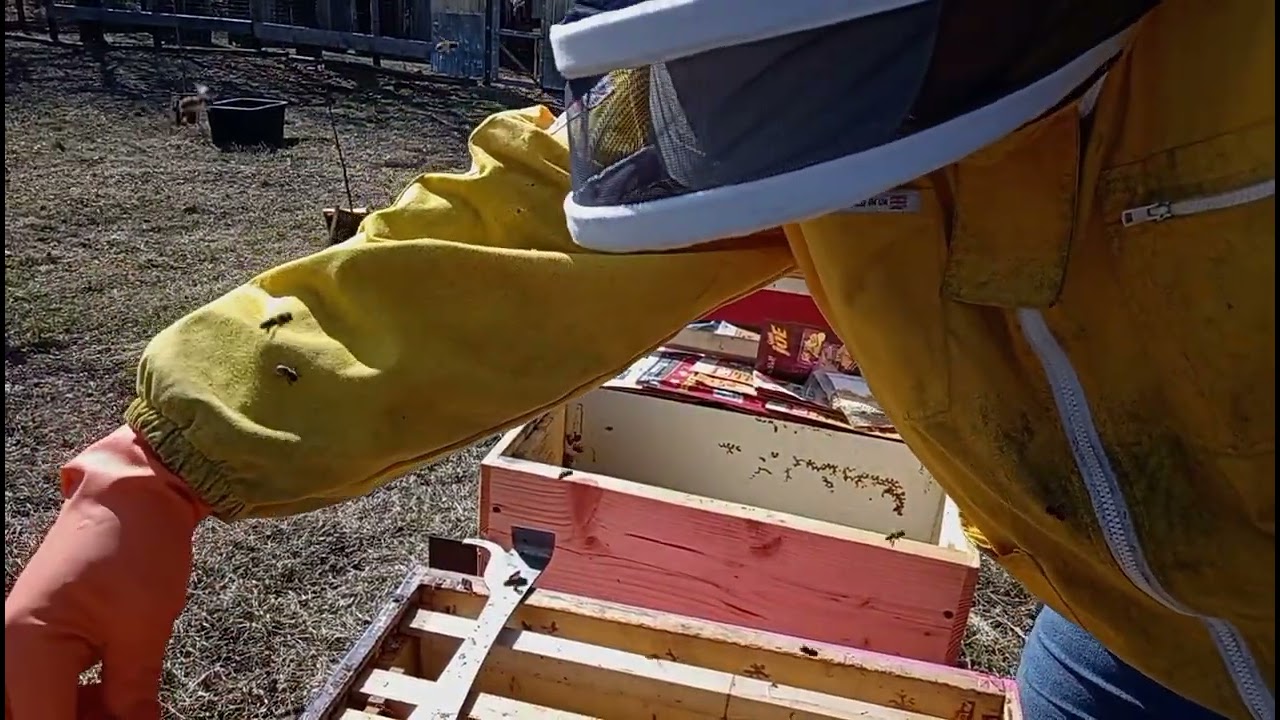 Încep activitate prin stupina stimulare sirop și turta # schimbam stupii #apicultură #beekeeping