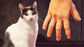 CAT GAMES  Petting Cats With Robot Hand | Fun Entertainment