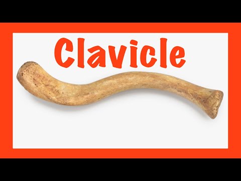 Clavicle Bone ||Upper limb|| - YouTube