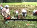 Students turns farmer žž