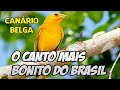 CANÁRIO BELGA O CANTO MAIS BONITO DO BRASIL SONS DA NATUREZA passaro silvestre