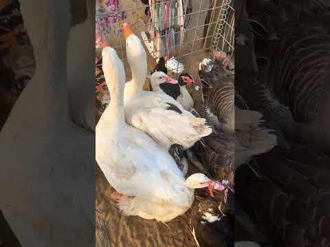 شكل الوز جميل