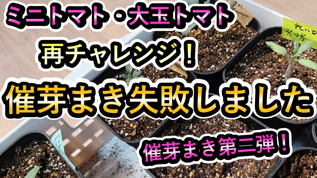 ミニトマト・催芽まき失敗！　第二弾に挑戦！