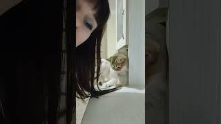 Cute kittens playing with my hair | British shorthair chinchilla kittens