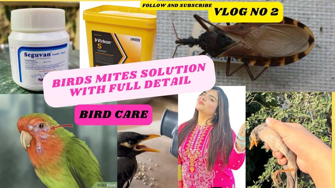 The Ultimate Solution to Bird Mites Birds Care (Vlog 2)LoveBirdCare