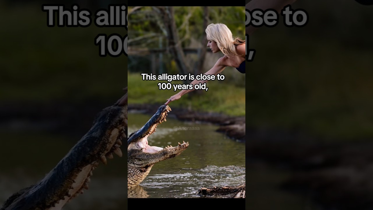 Student Celebrates Graduation with Her Alligator "Coworker" #animallove #bravewomen