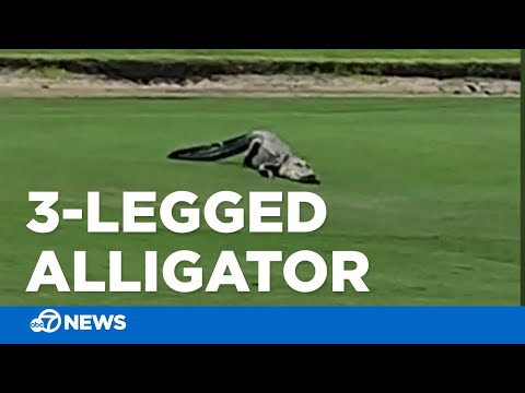 3-legged alligator hobbles across golf course