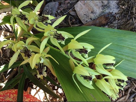 Coelogyne pandurata - thptnganamst.edu.vn