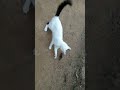 Tom And Jerry #cat#cats#kitten#kittens#rat#rats#kitten#mouse#catandrat#tomandjerry #playing#jerry