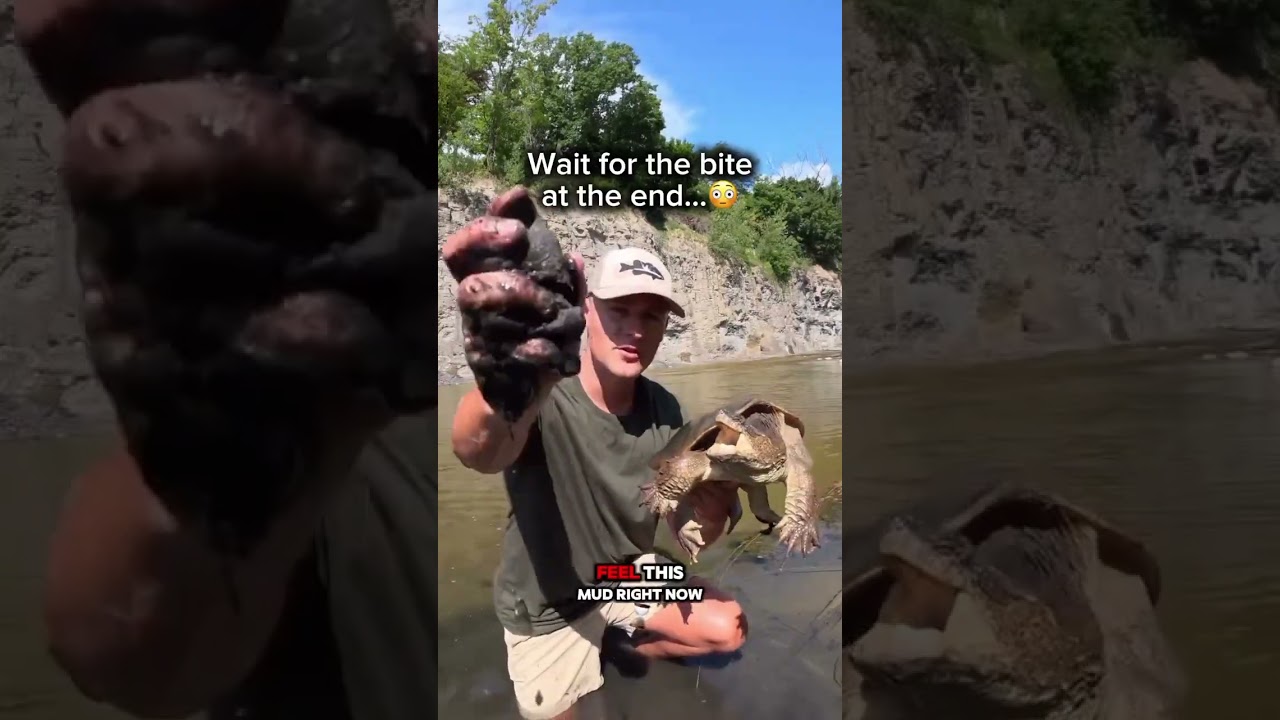 Part A.."Imagine walking past this snapping turtle! 😳🐢"#SnappingTurtle#Wildlife #Nature #Freshwater#