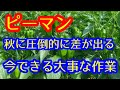 【ピーマン】秋までピーマンをたくさん収穫するための重要作業を実践を交えて解説します。