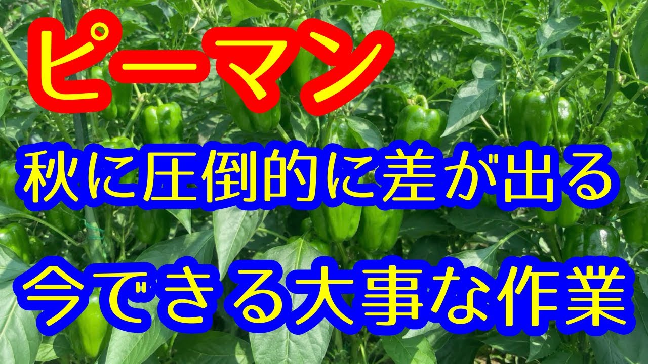 【ピーマン】秋までピーマンをたくさん収穫するための重要作業を実践を交えて解説します。